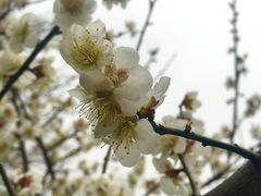 -香雪海