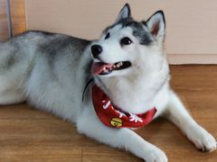 -Husky Go! 哈士奇体验馆·宠物咖啡厅狗咖