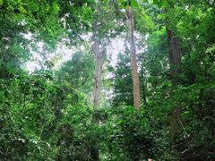 -西双版纳原始森林公园