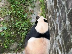 -都江堰中华大熊猫苑