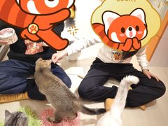 -三花喵·撸猫购宠·宠物生活馆(虹桥南丰城店)