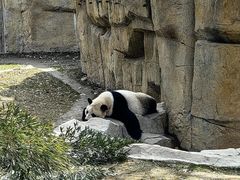 -上海野生动物园