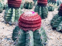 -深圳仙湖植物园