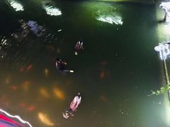 -豫园湖心亭茶楼