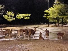 -清迈夜间动物园