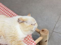 -Heymao猫咖.咖啡厅(东门店)
