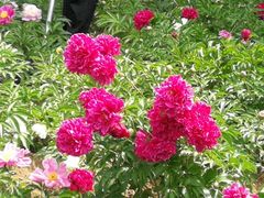 -长春公园(普阳街道)