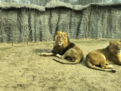 -北京野生动物园