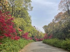 -上海海湾国家森林公园