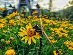 -青城山