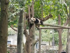 -都江堰中华大熊猫苑