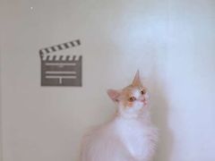 -平行世界·猫咖(首经贸店)