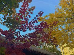 -护国法轮寺