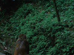 -黔灵山公园