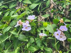 -广西壮族自治区药用植物园