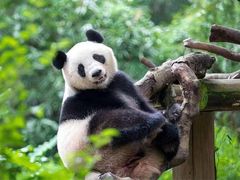 -广州长隆野生动物世界