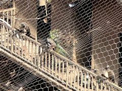 -栾川竹海野生动物园