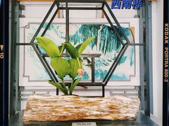 -石家庄市植物园