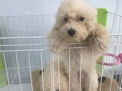 -汪星球宠物生活馆