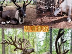-呼伦贝尔大草原