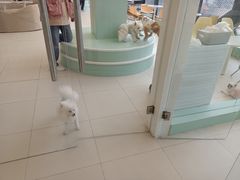 -怪兽屋·羊驼·猫咖·狗咖(俊华广场店)