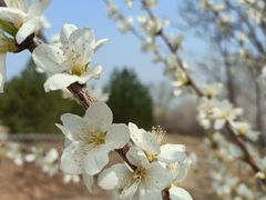 -北京西山国家森林公园