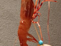 牡丹虾-鲁山人日本料理·放题·套餐(松卫北路店)
