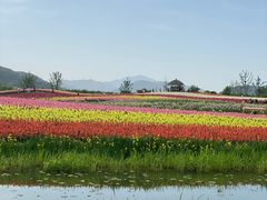 -径山花海