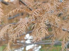 -昆山城市生态森林公园