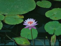 -国家植物园
