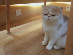 -滚猫咖啡·猫咖·猫友好撸猫(未来城店)