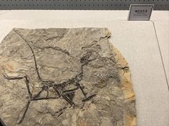 -辽宁古生物博物馆
