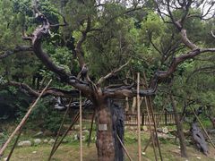 -草庵摩尼教遗址公园