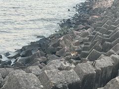-上海滨江森林公园