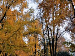 -四川大学(华西校区)