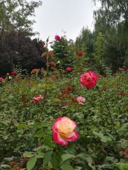 -大望京儿童游乐场