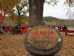 -千年银杏谷文化旅游区