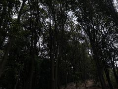 -火炉山森林公园