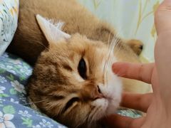 -lincat·猫舍(广州店)