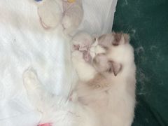 -萌兽医馆·眼科·异宠专科(三里屯店)