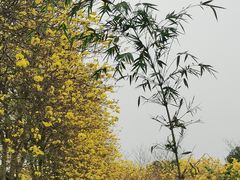 -天适樱花悠乐园