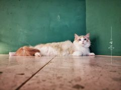 -飞行喵MR PILOT|猫舍·猫咖(静安大融城店)