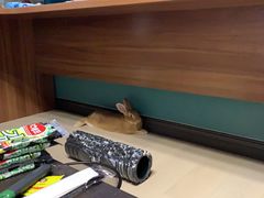 -大长金韩国料理