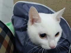 -伟伟宠物医院·CT影像中心·瑞派犬猫综合性门诊(汉口总院)