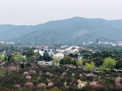 -香雪海