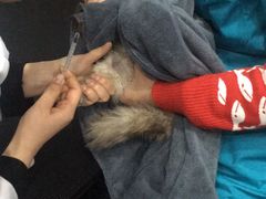 -瑞派名望24h动物医院异宠专科·猫专科·骨科·重症监护分院