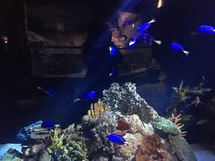 -悉尼海洋生物水族馆