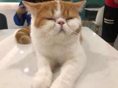 -飞行喵MR PILOT|猫舍·猫咖(静安大融城店)