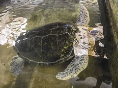 -硇洲岛旅游区