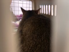 -芭比堂动物医院·24小时·眼科中心(深圳中心)